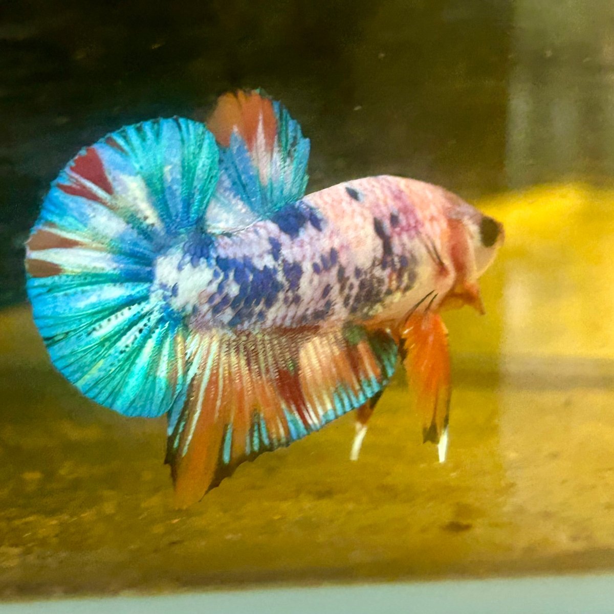 Plakat Koi Candy Male Betta S66 Live Betta Fish Male betta