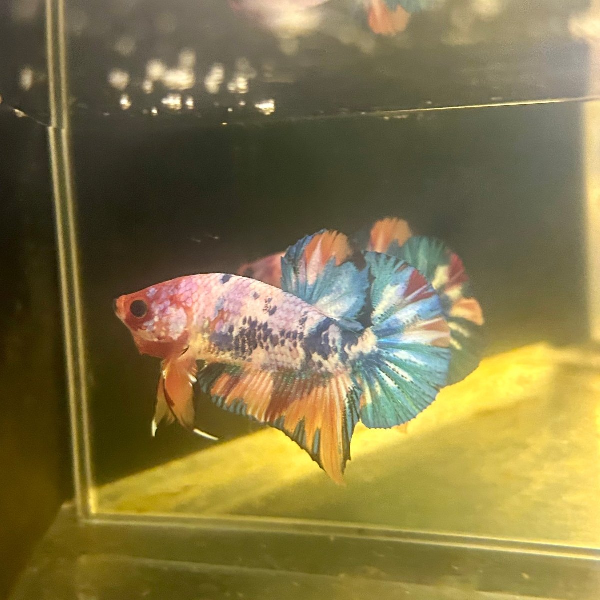 Plakat Koi Candy Male Betta #S66