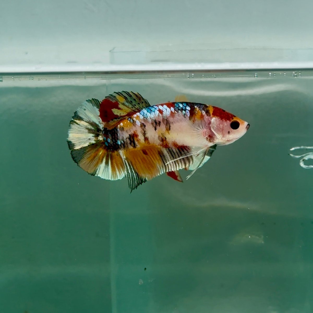 Plakat Koi Copper Giant Female Betta #Ju10