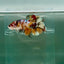 Plakat Koi Copper Giant Female Betta Ju10 Female betta