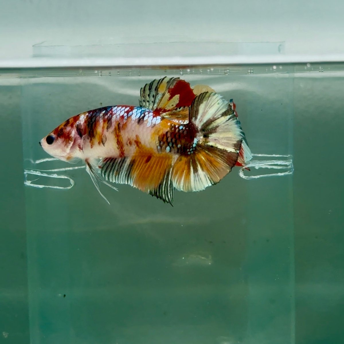 Plakat Koi Copper Giant Female Betta #Ju10