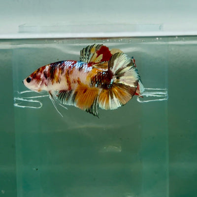 Plakat Koi Copper Giant Female Betta Ju10 Female betta