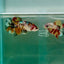 Plakat Koi Copper Giant Female Betta Ju10 Female betta