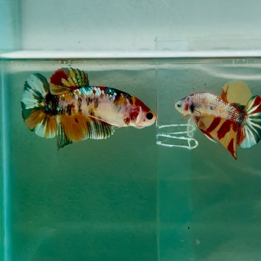 Plakat Koi Copper Giant Female Betta Ju10 Female betta