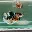 Plakat Koi Copper Male Betta Giant Ju05 Live Betta Fish Male betta