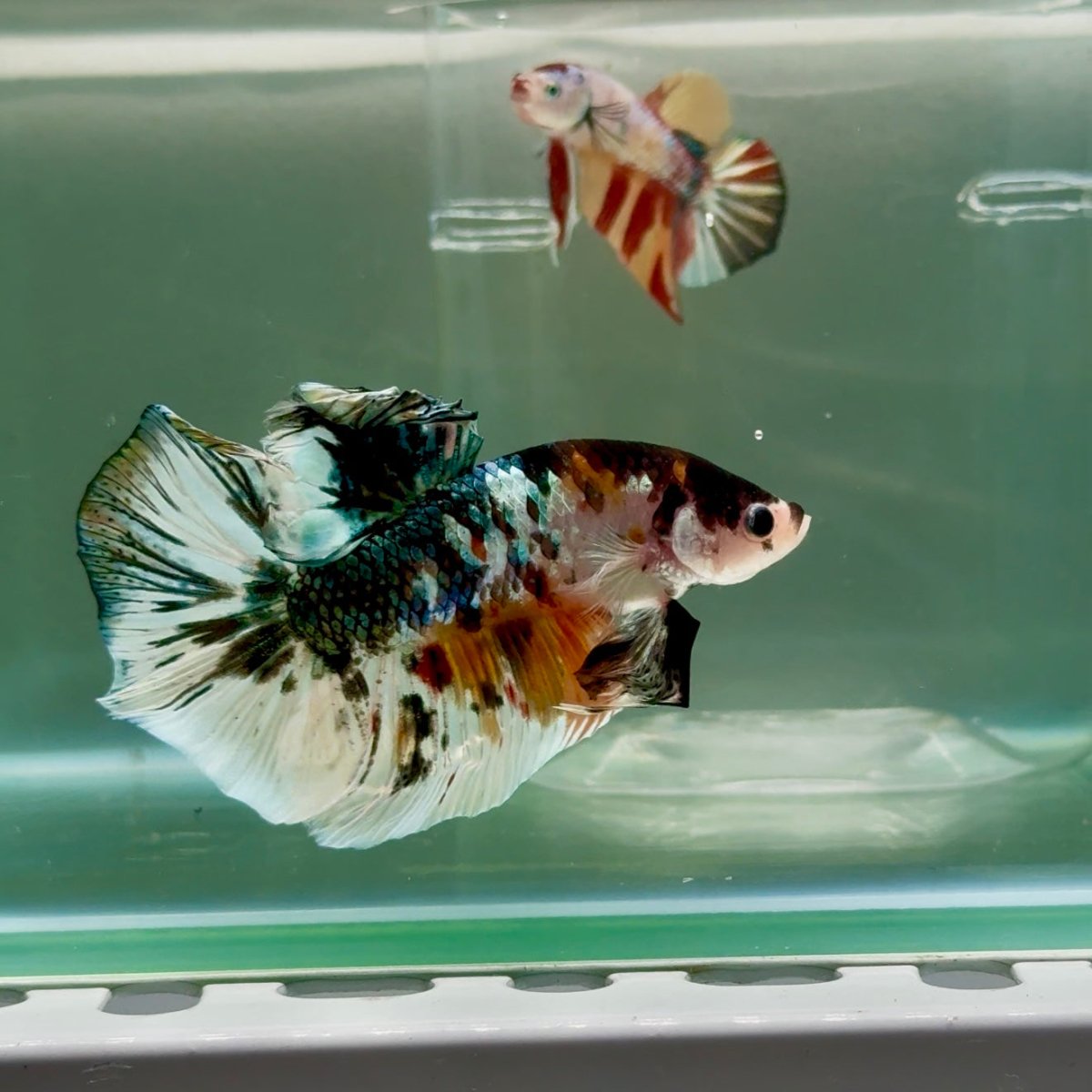 Plakat Koi Copper Male Betta Giant #Ju05