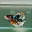 Plakat Koi Copper Male Betta Giant Ju05 Live Betta Fish Male betta