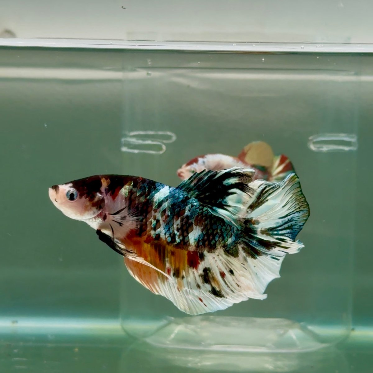Plakat Koi Copper Male Betta Giant #Ju05