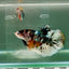 Plakat Koi Copper Male Betta Giant Ju05 Live Betta Fish Male betta