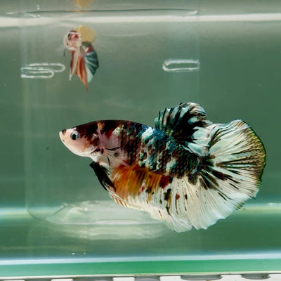 Plakat Koi Copper Male Betta Giant Ju05 Live Betta Fish Male betta