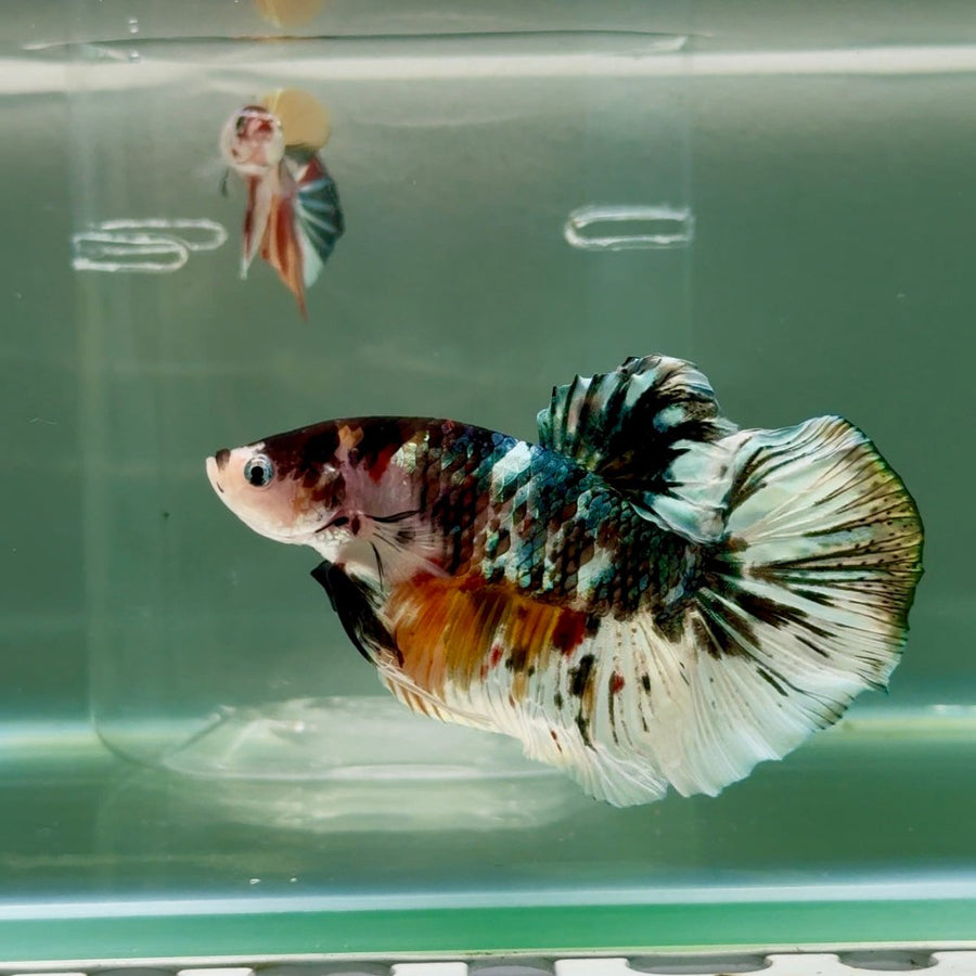 Plakat Koi Copper Male Betta Giant Ju05 Live Betta Fish Male betta