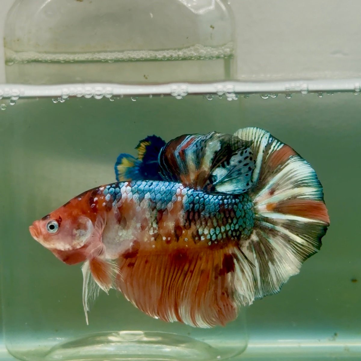 Plakat Koi Copper Multicolor Male Betta Giant Jul01 Live Betta Fish Male betta