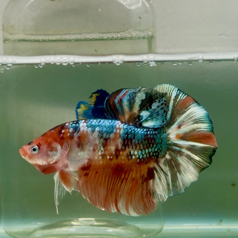Plakat Koi Copper Multicolor Male Betta Giant Jul01 Live Betta Fish Male betta