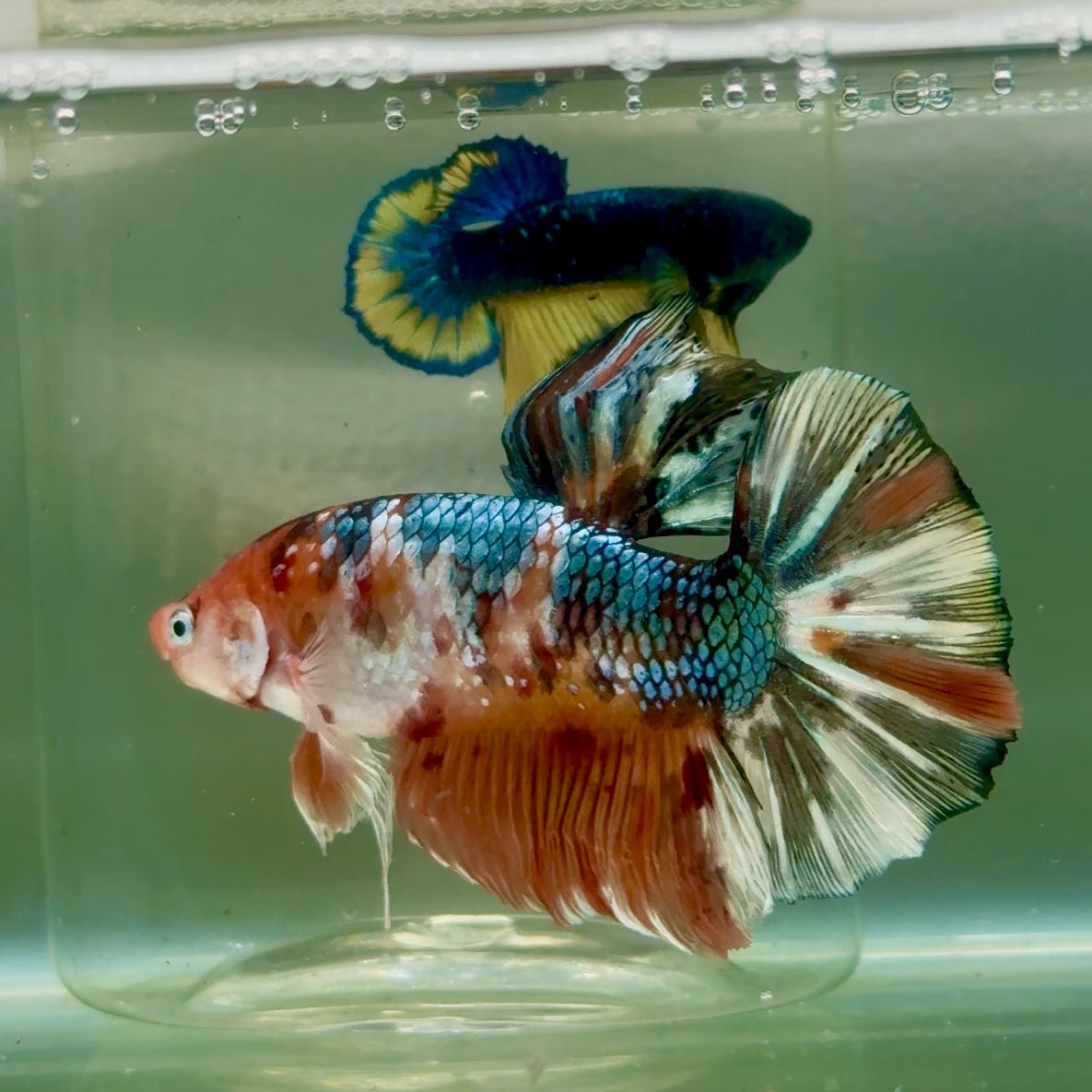 Plakat Koi Copper Multicolor Male Betta Giant #Jul01