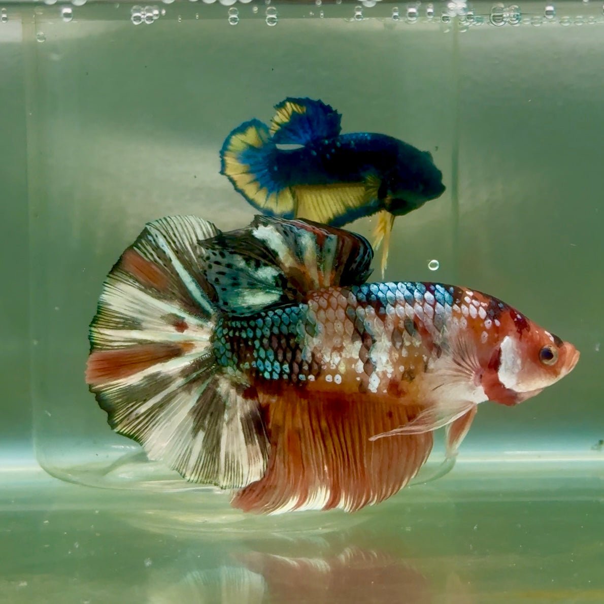 Plakat Koi Copper Multicolor Male Betta Giant Jul01 Live Betta Fish Male betta