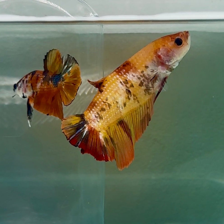Plakat Koi Giant Female Betta Au05 Female betta