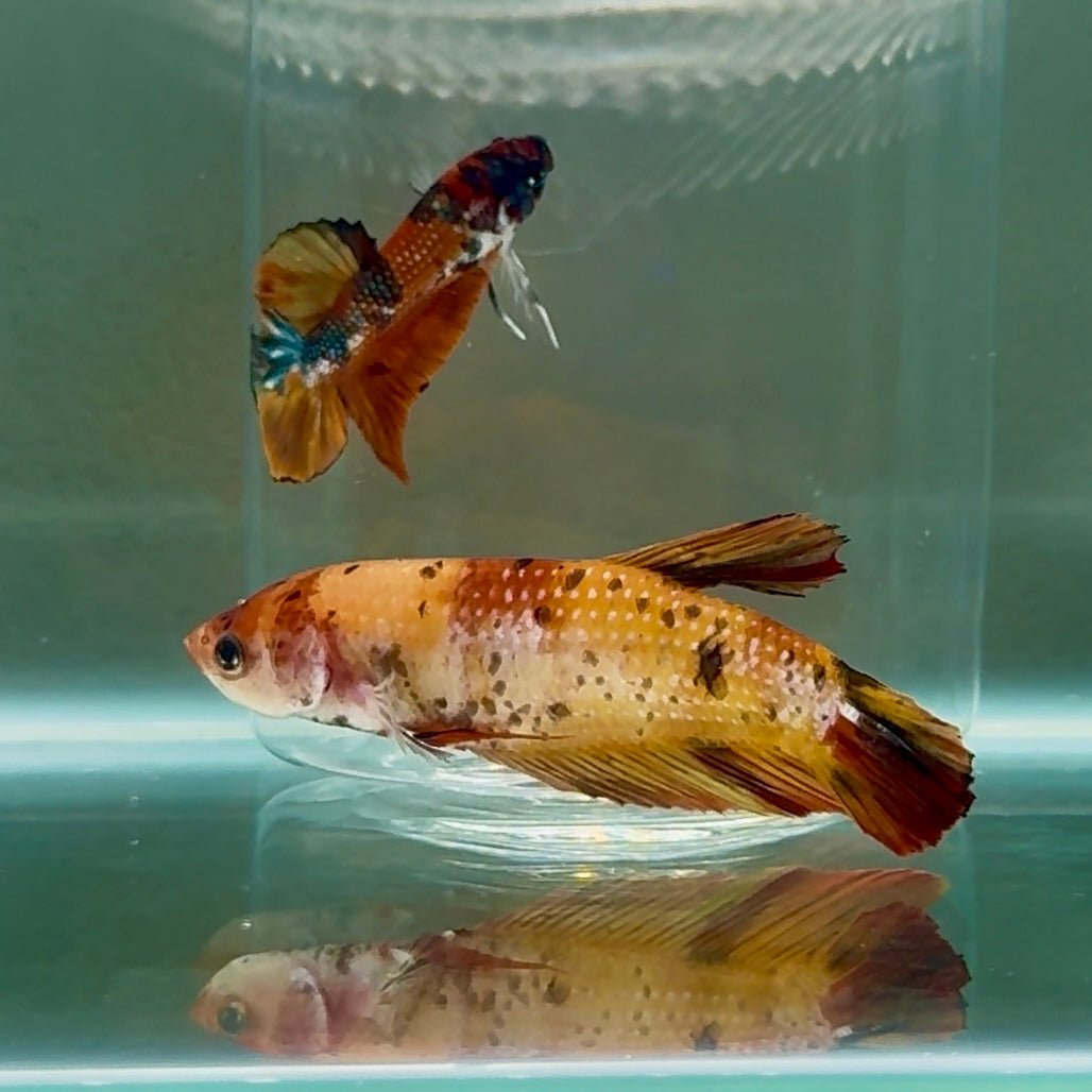 Betta Plakat Koi Hembra Gigante #Au05