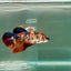 Plakat Koi Giant Female Betta Ju07 Female betta