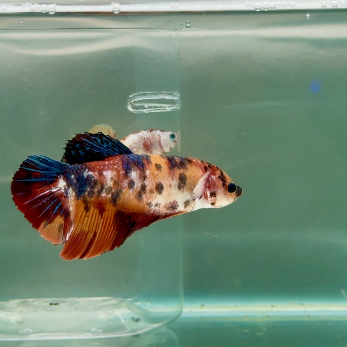 Plakat Koi Giant Female Betta #Ju07