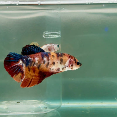 Plakat Koi Giant Female Betta Ju07 Female betta