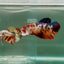 Plakat Koi Giant Female Betta Ju07 Female betta