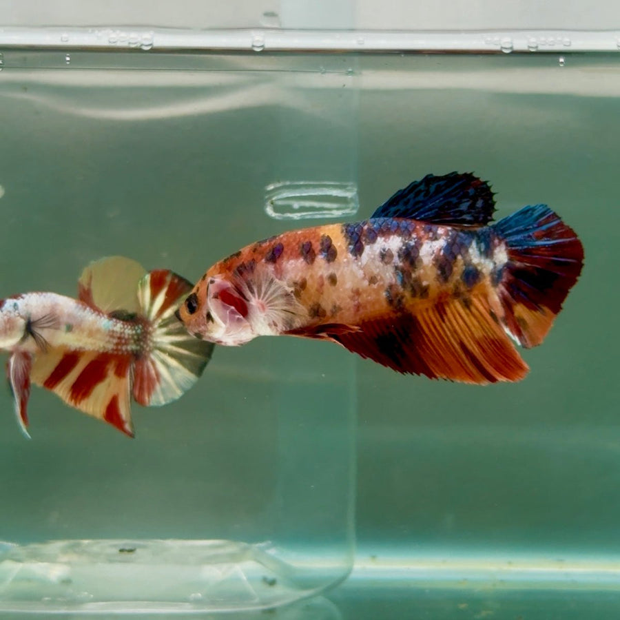 Plakat Koi Giant Female Betta Ju07 Female betta