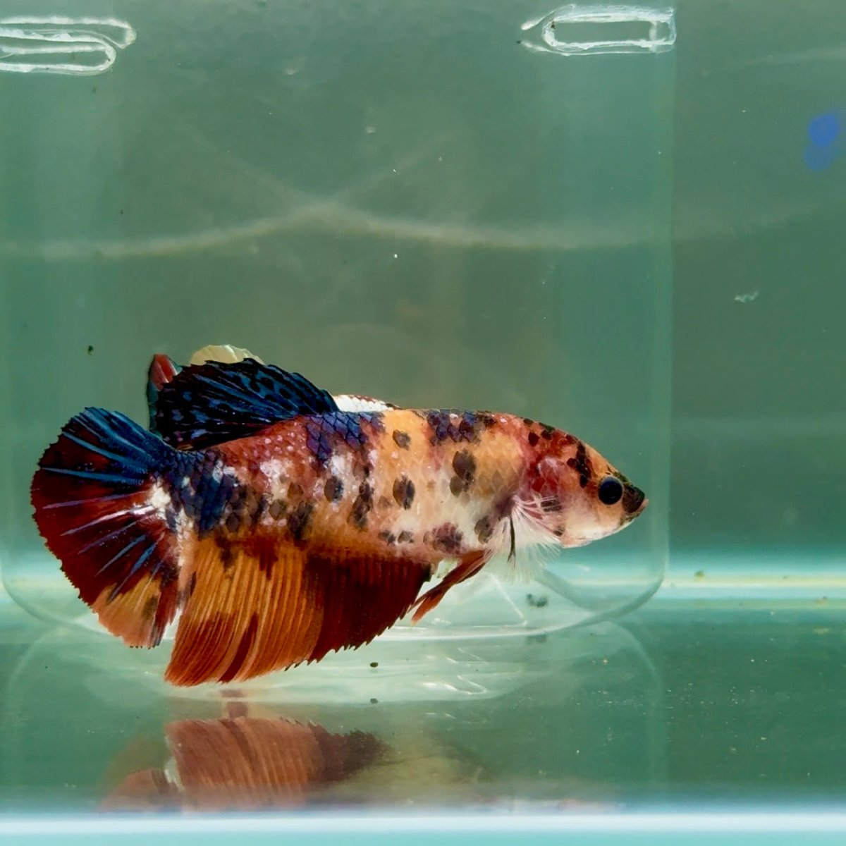 Plakat Koi Giant Female Betta #Ju07