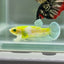 Plakat Koi Green Eye Female Betta Au71 Female betta