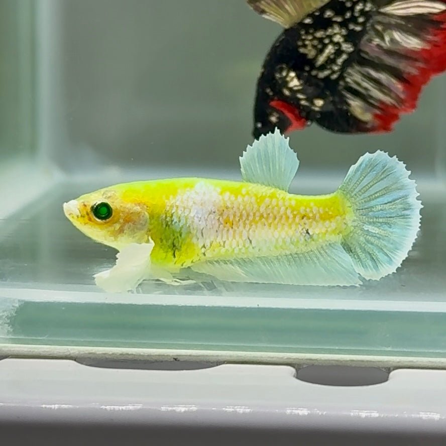 Plakat Koi Green Eye Female Betta Au71 Female betta