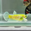 Plakat Koi Green Eye Female Betta Au71 Female betta