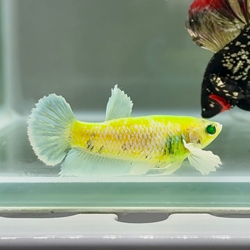Plakat Koi Green Eye Female Betta Au71 Female betta
