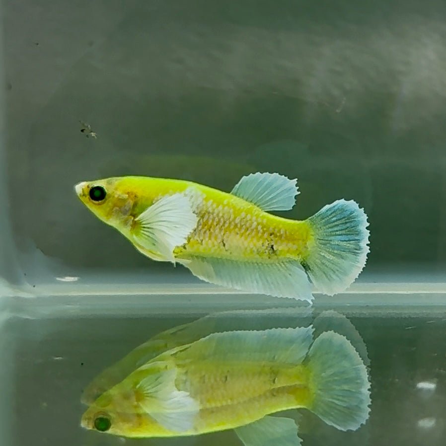 Plakat Koi Green Eye Female Betta Au71 Female betta