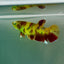Plakat Koi Green Eye Female Betta Ju12 Female betta