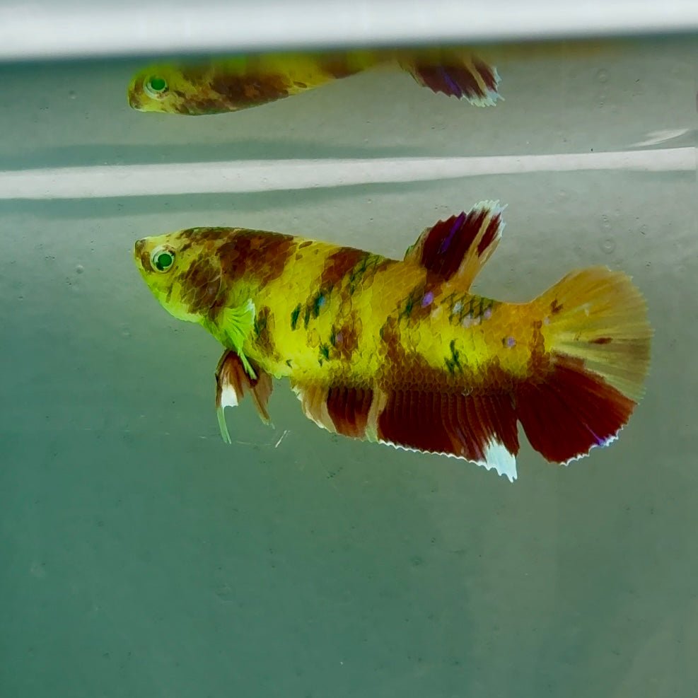 Plakat Koi Green Eye Female Betta #Ju12