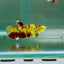 Plakat Koi Green Eye Female Betta Ju12 Female betta
