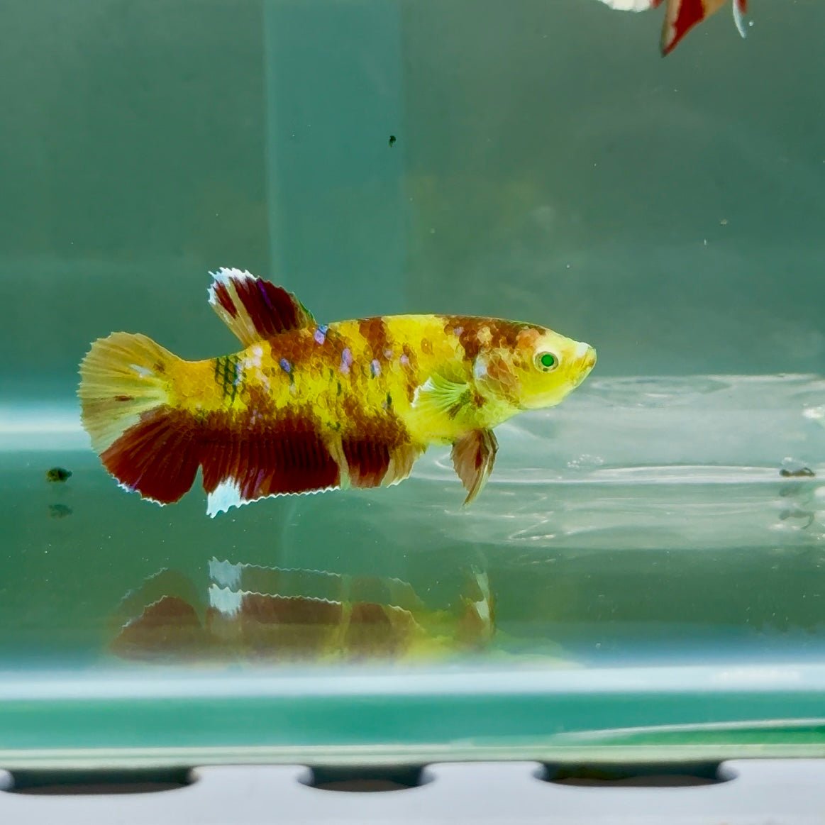 Plakat Koi Green Eye Female Betta #Ju12