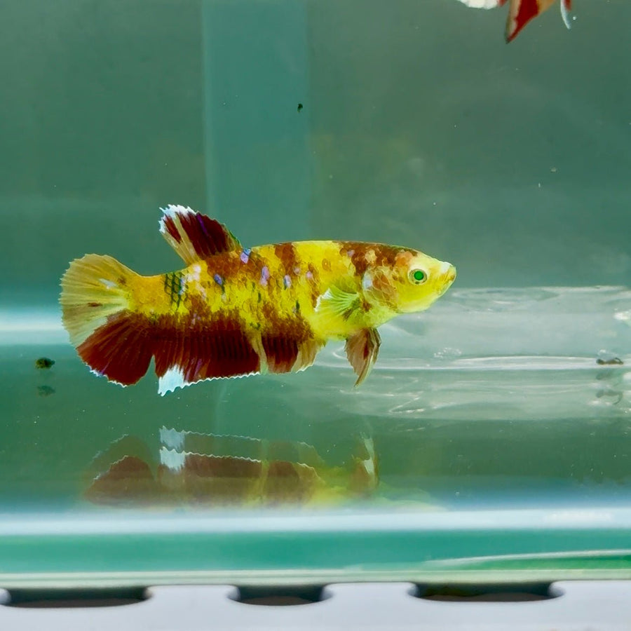 Plakat Koi Green Eye Female Betta Ju12 Female betta