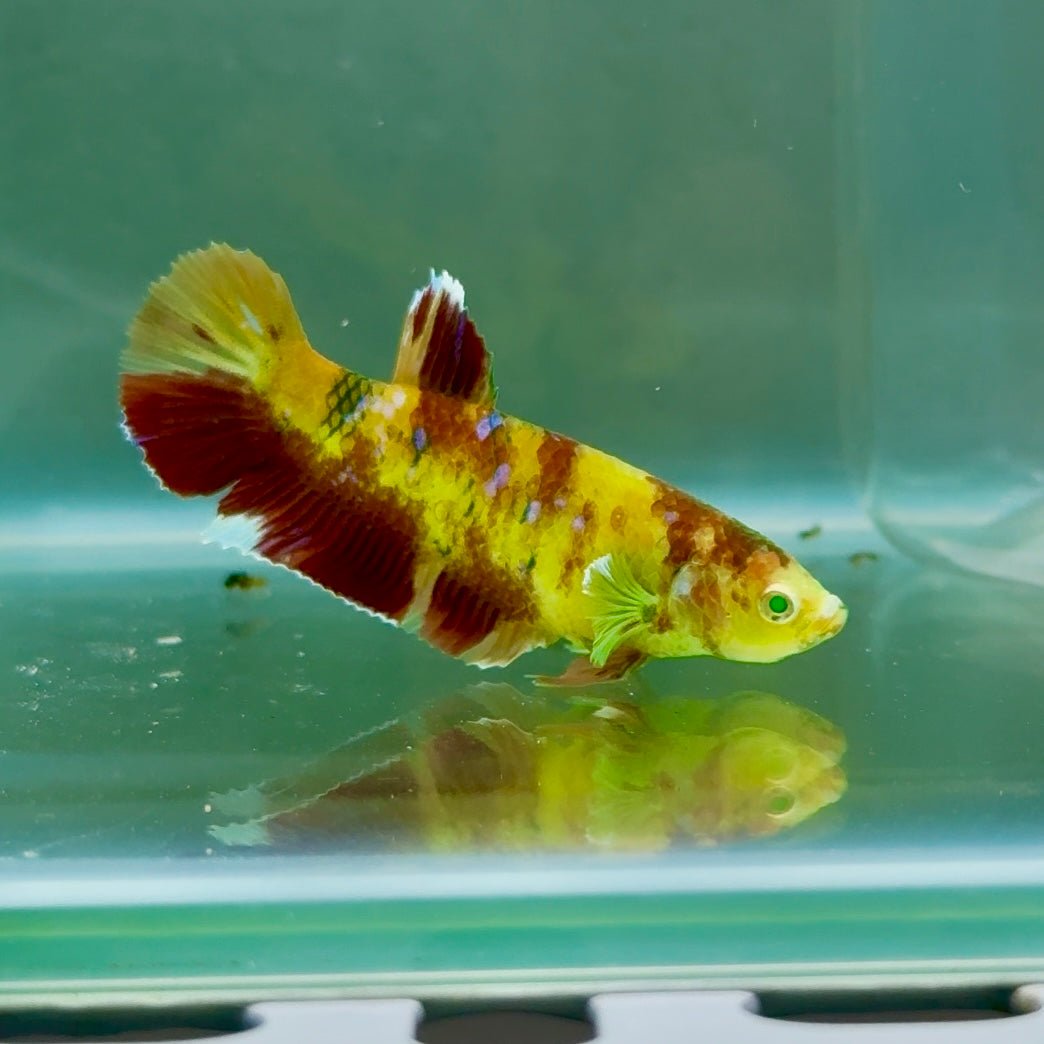 Plakat Koi Green Eye Female Betta #Ju12