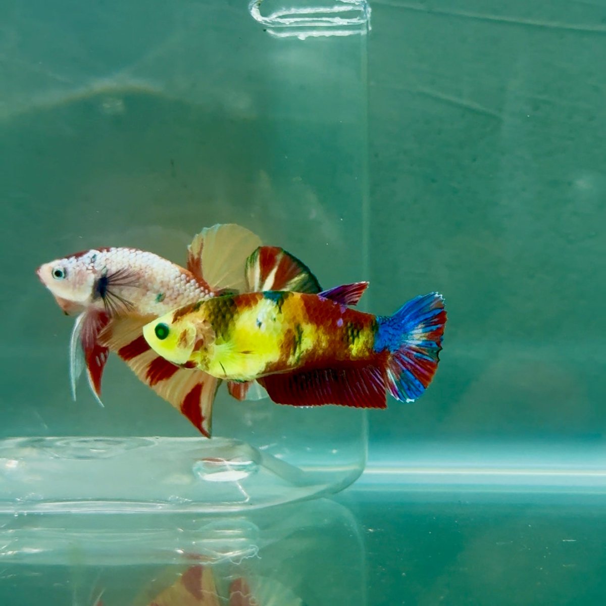 Plakat Koi Green Eye Female Betta #Ju20