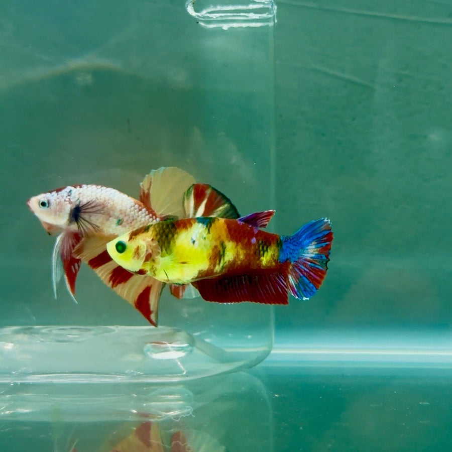 Plakat Koi Green Eye Female Betta Ju20 Female betta