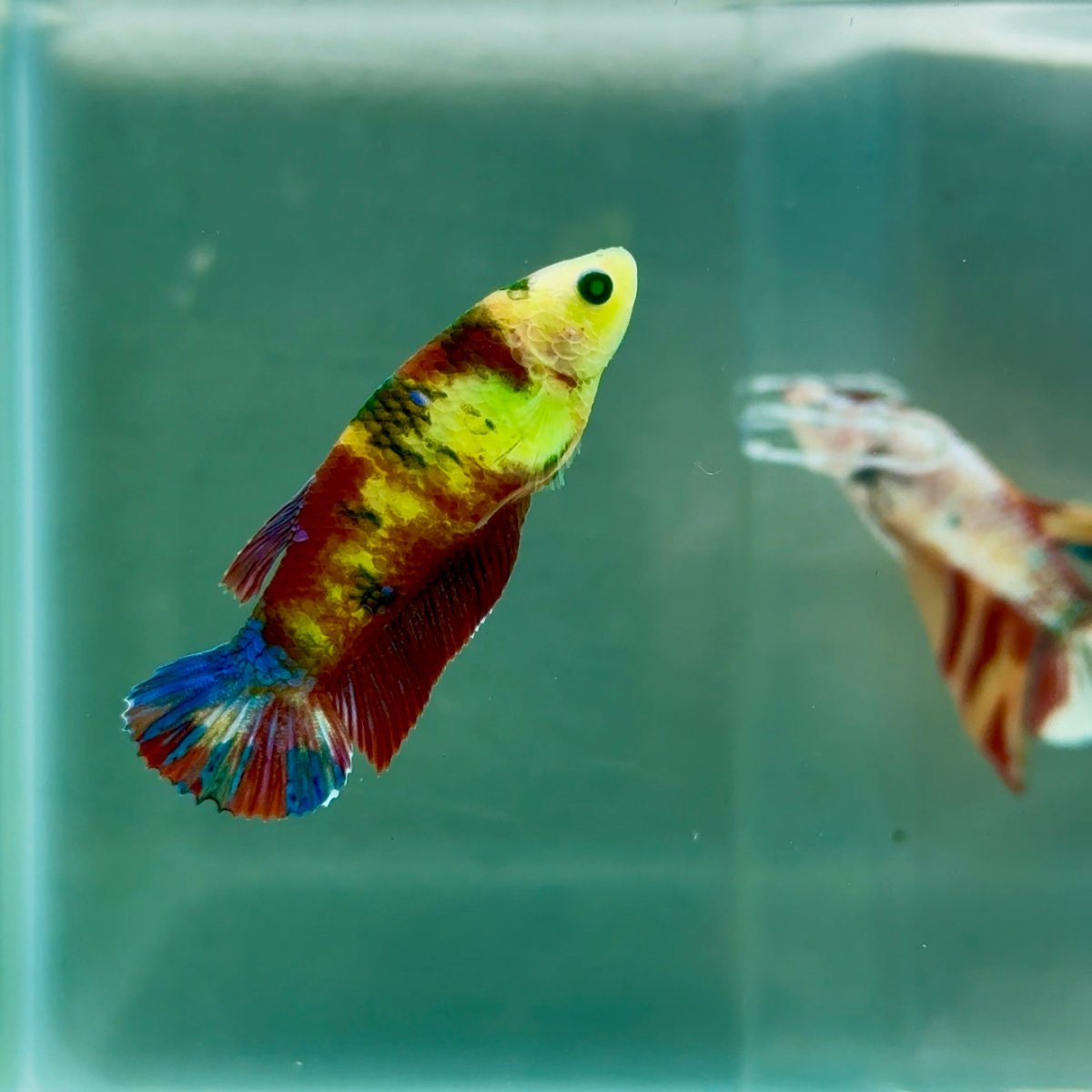 Plakat Koi Green Eye Female Betta #Ju20
