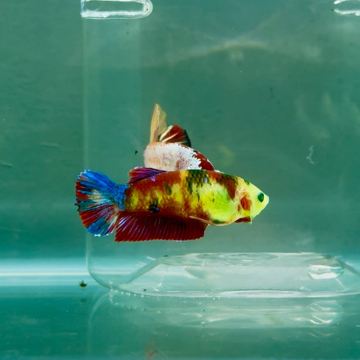 Plakat Koi Green Eye Female Betta #Ju20