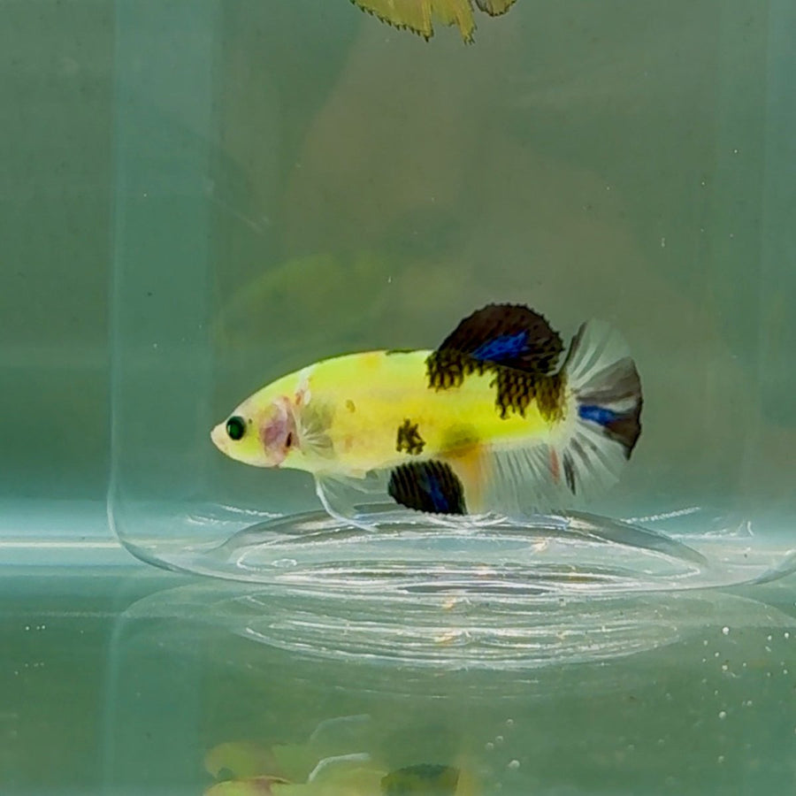 Plakat Koi Green Eye Female Betta #Oc57 Female betta