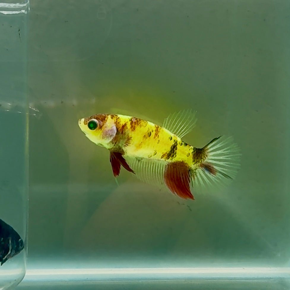 Betta hembra Crowtail Blue Koi de ojos verdes #Au37