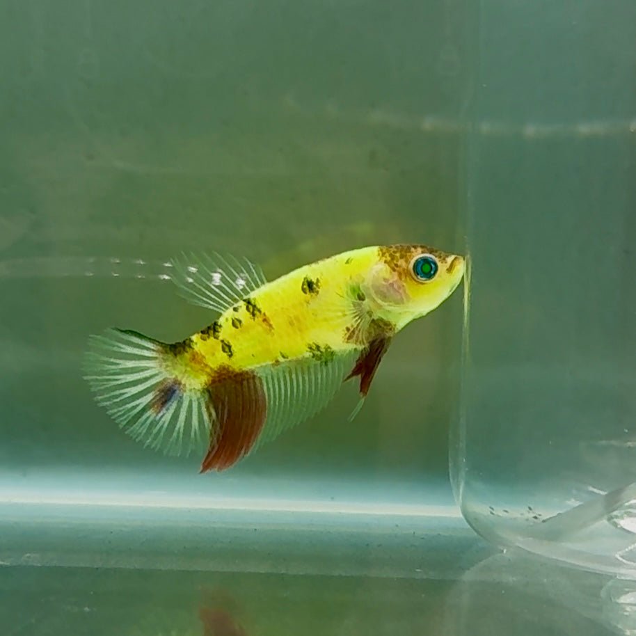Betta hembra Crowtail Blue Koi de ojos verdes #Au37