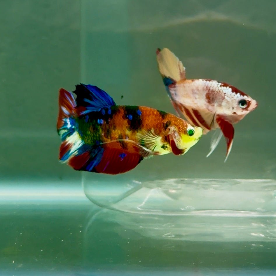 Plakat Koi Green Eye Male Betta #Ju18