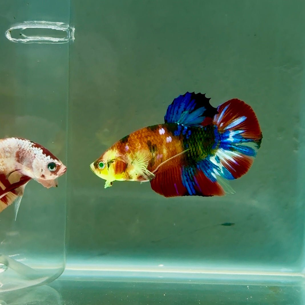 Plakat Koi Green Eye Male Betta #Ju18