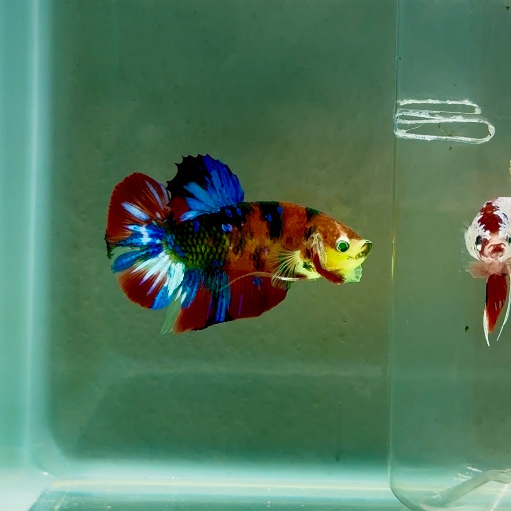 Plakat Koi Green Eye Male Betta #Ju18