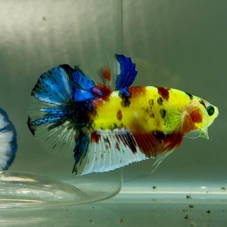 Plakat Koi Green Eye Male Betta Jul19 Live Betta Fish Male betta