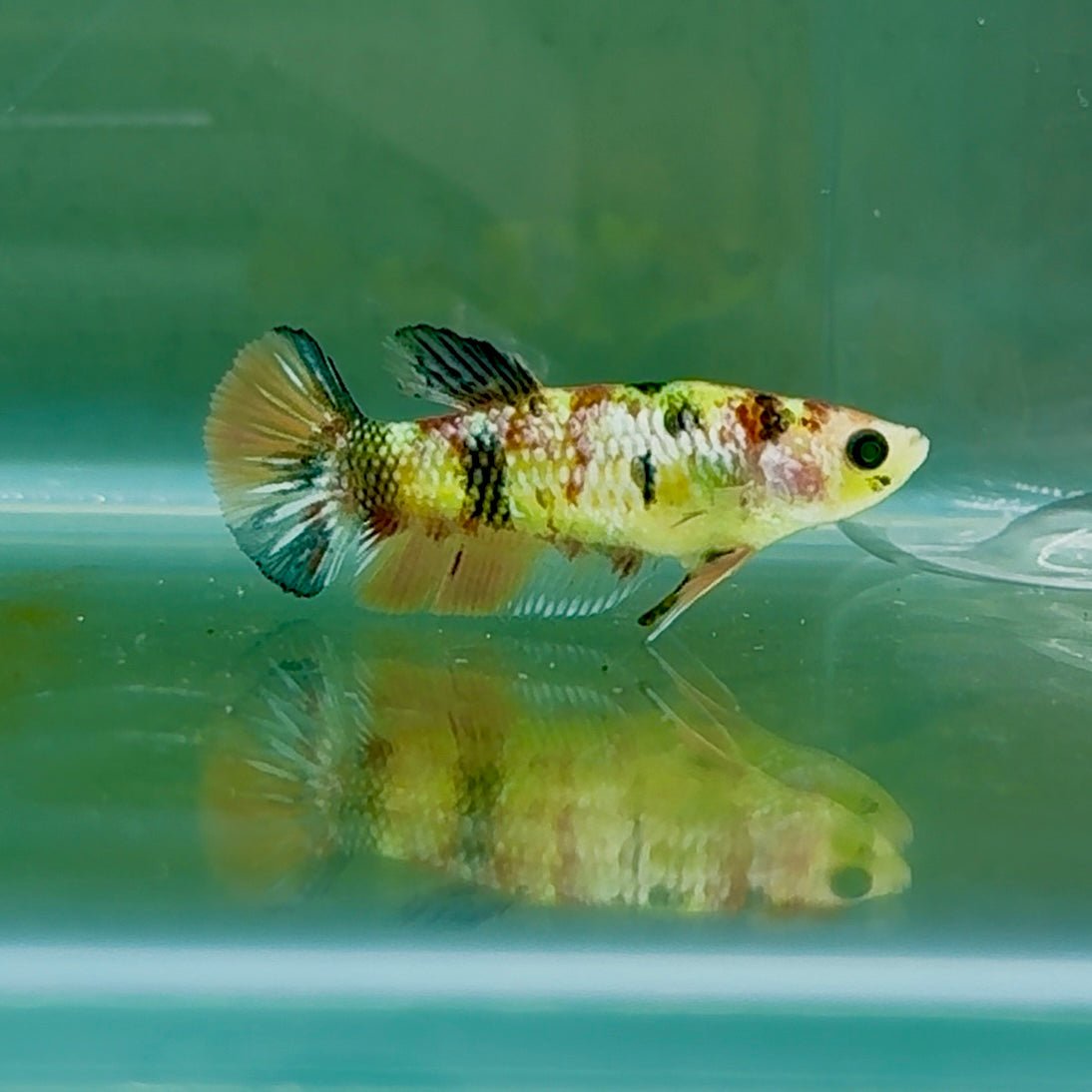 Plakat Koi Green Eye Metallic Female Betta #Oc55